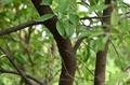 Santalum album